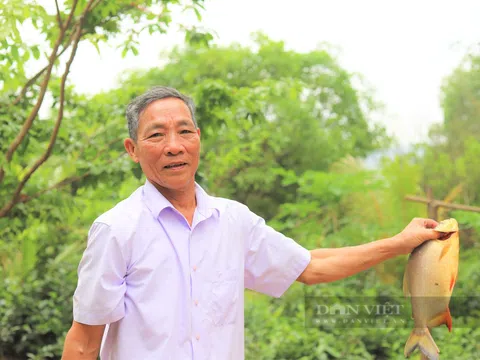 Hà Tĩnh: Cả làng cho là “khùng”, ấy thế mà ông nông dân này biến đồi hoang thành trang trại thu tiền tỷ