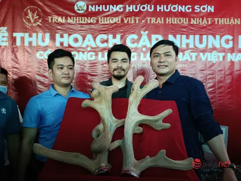 Hà Tĩnh: Hàng trăm người chen chúc đi xem cặp nhung "khủng" có 1-0-2