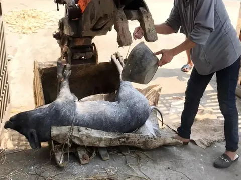 Nghệ An: Người dân "chết đứng" vì bỗng dưng phải tiêu hủy hàng loạt tài sản lớn