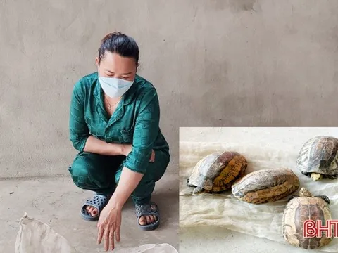 Hà Tĩnh: Khởi tố đối tượng tàng trữ 4 cá thể rùa trái phép