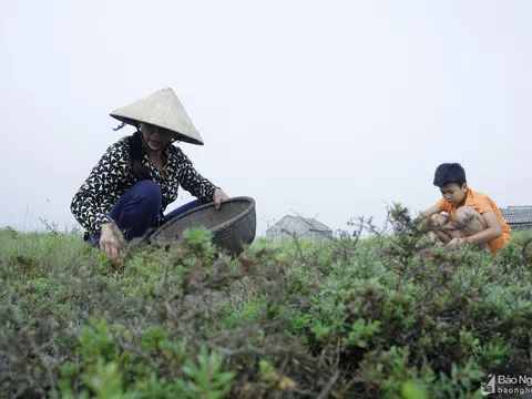 Nghệ An: Loại rau dại "cứu đói" xưa chỉ nhà nghèo mới ăn nay thành đặc sản, chẳng trồng chẳng chăm mà mọc tươi tốt