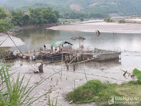 Nghệ An: Thủy điện điều tiết xuống mực nước chết, hàng loạt lồng cá bị chết vì mắc cạn