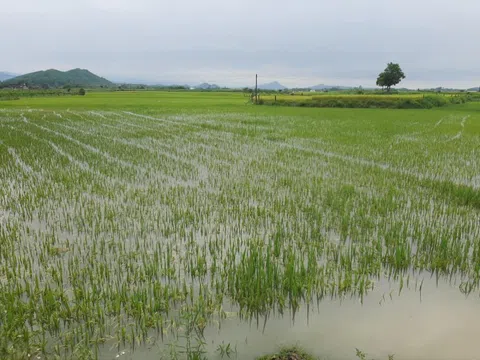 Nghệ An: Mưa lớn bất thường, nhiều diện tích cây nông lâm nghiệp bị ngập trong nước