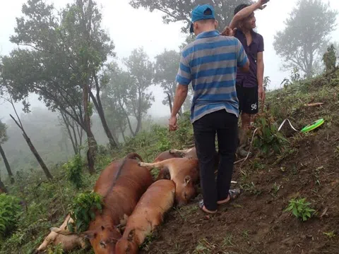 Sét đánh chết 7 con bò của người dân