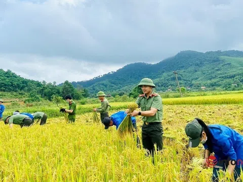 Nghệ An: Công an, thanh niên đội nắng gặt lúa giúp nhiều hộ dân neo người, gia cảnh khó khăn