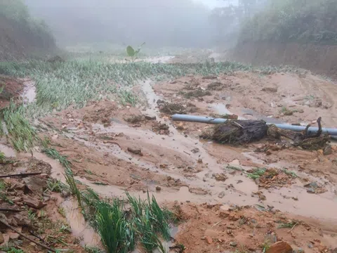 Mưa lũ cuốn phăng hàng trăm ha lúa sắp thu hoạch ở Nghệ An