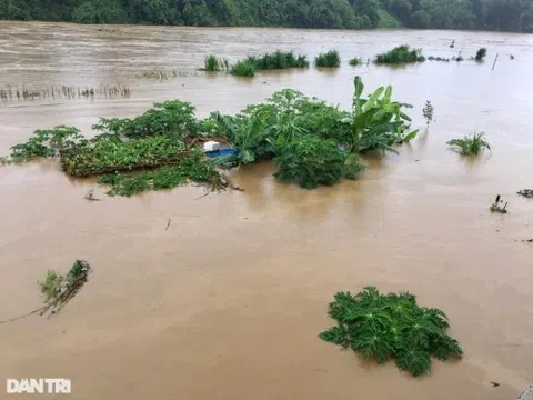 Lũ lớn trên thượng nguồn sông Hồng nhấn chìm nhiều cây trái, hoa màu