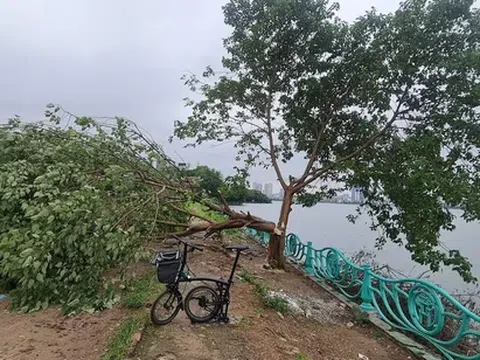 Hà Nội: Công an xác minh, truy tìm kẻ xấu chặt hạ "cây cô đơn" nổi tiếng tại hồ Tây