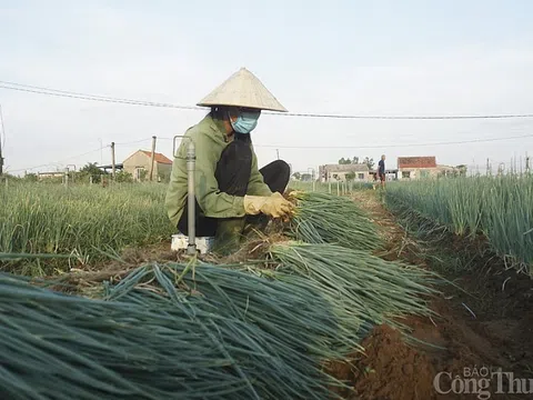 Nghệ An: Nông dân phấn khởi khi giá hành lá tăng 4 lần