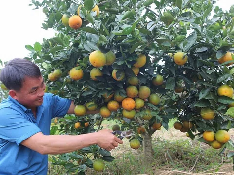 Thanh Chương (Nghệ An): "Thấu hiểu lòng dân, tận tâm phục vụ"