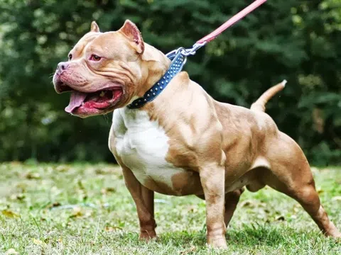 Cục Thú y nói về quy định nuôi chó pitbull ở Việt Nam