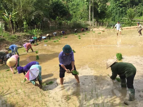 Nghệ An: Người dân ở “ốc đảo” Hữu Khuông cấy lúa, sàng cát, vác đá sửa nhà giúp gia đình chính sách