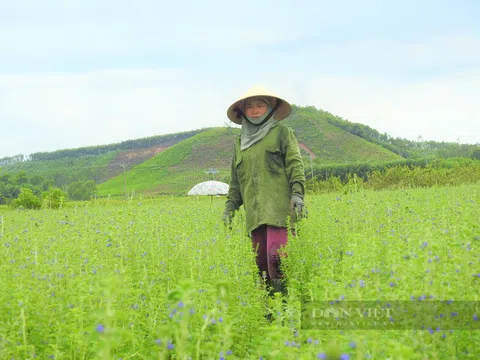 Cánh đồng hoa nhân trần đẹp khó tin đang "gây sốt" cộng đồng mạng ở huyện Yên Thành của tỉnh Nghệ An