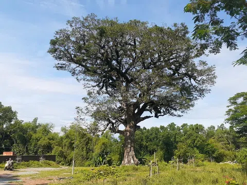 Cây di sản hàng trăm tuổi chết khô sau “dự án tôn tạo” ở Nghệ An