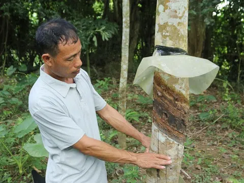 Nghệ An: Doanh nghiệp trồng cao su trên đất cộng đồng