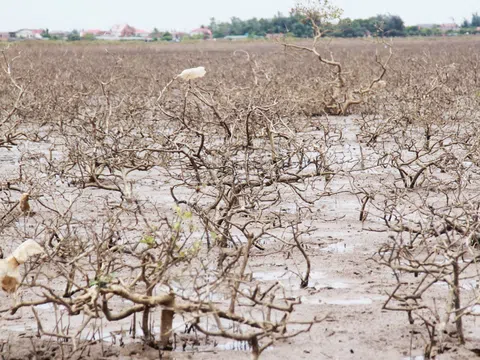 Hà Tĩnh: Hàng chục héc ta rừng phòng hộ bị chết chưa tìm ra nguyên nhân