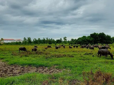 Nghệ An: Sắp triển khai phần mềm giám sát, theo dõi tiến độ dự án