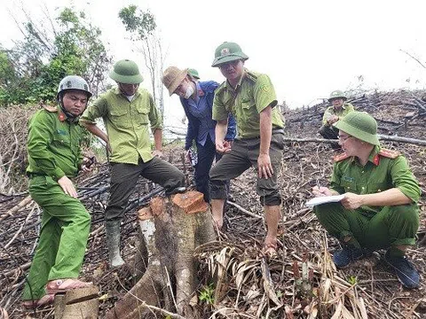 Hà Tĩnh: Khám nghiệm hiện trường, điều tra vụ phá rừng nguyên sinh