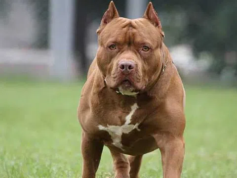 Chó pitbull nặng 40kg cắn chết chủ