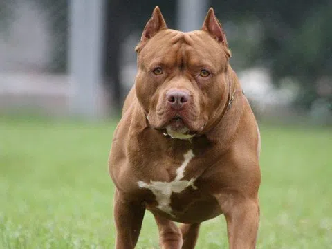 Sau nhiều vụ chó pitbull cắn chết người: Chó dữ nhưng chưa có quy định cụ thể