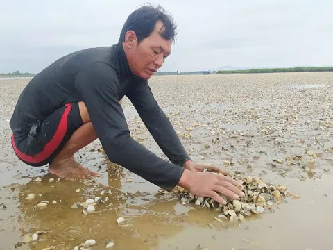 Hà Tĩnh: Người dân "lao đao" vì... ngao chết hàng loạt