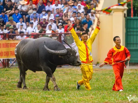 Cận cảnh trâu bị húc gãy sừng trên sân vận động Đồ Sơn