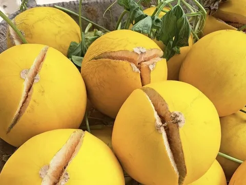 Hà Tĩnh: Lương giáo viên không đủ nuôi 3 con, thầy mỹ thuật "khởi nghiệp" trồng dưa lưới