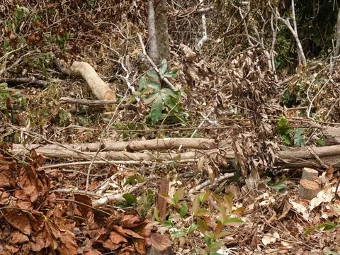 Phá rừng tự nhiên, một đối tượng bị phạt hàng trăm triệu đồng