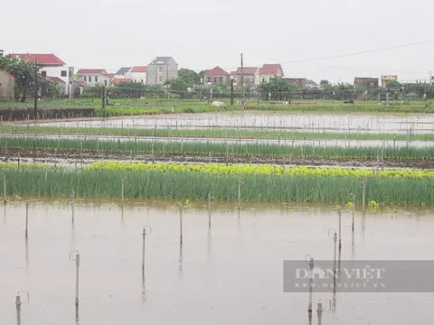 Nghệ An: Giá hành hoa đang trên đỉnh, nông dân chưa kịp thu hoạch đã bị mưa lớn nhấn chìm