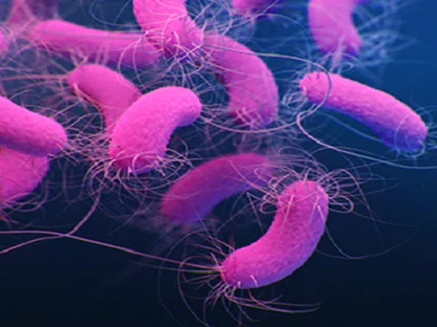 Vi khuẩn Pseudomonas Aeruginosa trong dầu gội nguy hiểm như nào?