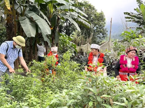 Nghệ An: Phấn đấu xây dựng thành công mô hình trồng cây xạ đen dưới tán rừng và mô hình trồng thuần theo hướng GACP với tổng quy mô 03ha