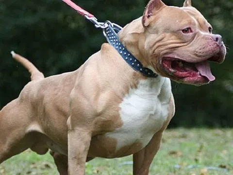 Bắt giam người thả chó Pitbull cắn hàng xóm