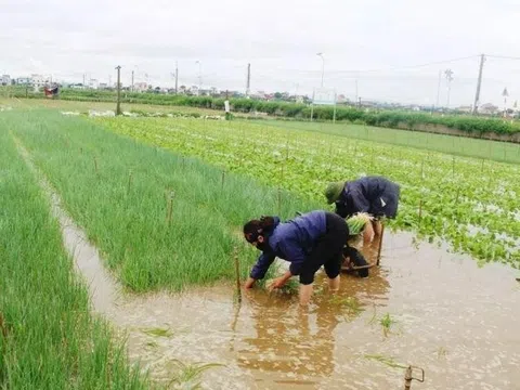 Nghệ An khẩn trương thu hoạch cây trồng, kêu gọi tàu thuyền vào bờ tránh bão Noru