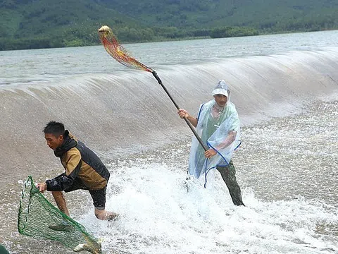 Hà Tĩnh: Người dân bất chấp nguy hiểm liều mình lao xuống dòng nước xiết vớt cá