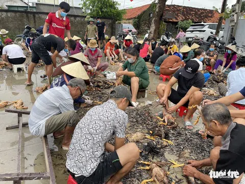 Nghệ An: Trại gà hàng ngàn con chết ngộp vì mưa lũ, cả làng chung tay giúp đỡ