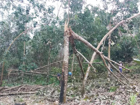 Cao su Nghệ An thiệt hại nặng nề do mưa lũ