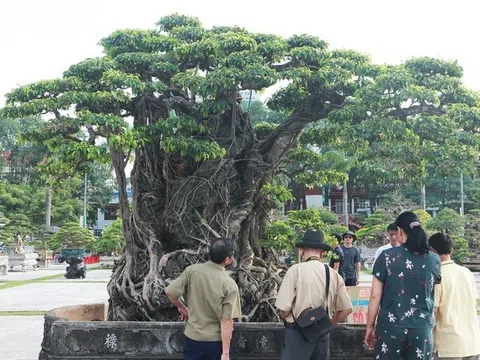 Cây sanh cổ nhất châu Á, đại gia đổi 8 lô đất không bán