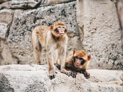 Ngôi làng kỳ lạ “ưu ái” cho bầy khỉ đứng tên trong sổ đỏ