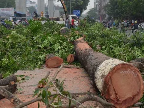 Hà Nội di chuyển 123 cây xanh trên con đường “đẹp nhất Việt Nam“