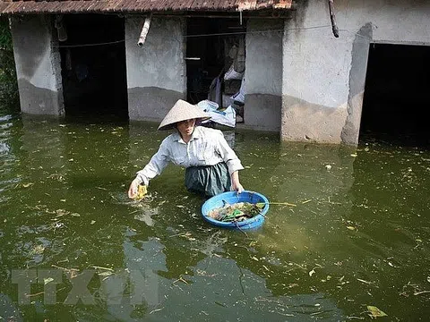 Thuốc nam đơn giản chữa bệnh trong mùa bão lũ