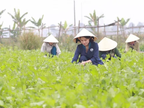 Xây dựng Nghệ An trở thành địa phương phát triển sản xuất nông nghiệp hữu cơ hiệu quả, bền vững