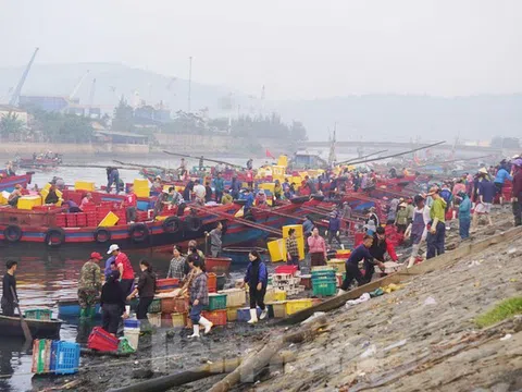 Ngư dân Nghệ An bội thu ruốc biển, thu hàng triệu đồng mỗi ngày