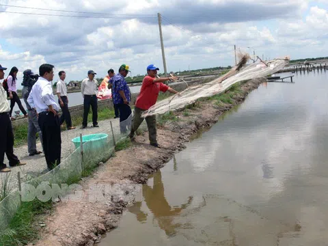 Nghệ An: Đưa quy hoạch xây dựng các dự án đầu tư cơ sở hạ tầng phục vụ sản xuất tôm nước lợ vào Quy hoạch phát triển kinh tế - xã hội của tỉnh