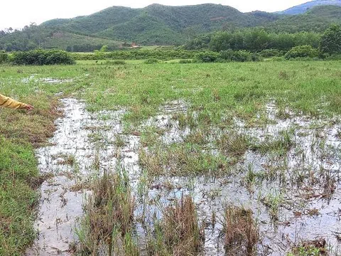 Hà Tĩnh: Trang trại lợn “khủng” bị tố ô nhiễm môi trường