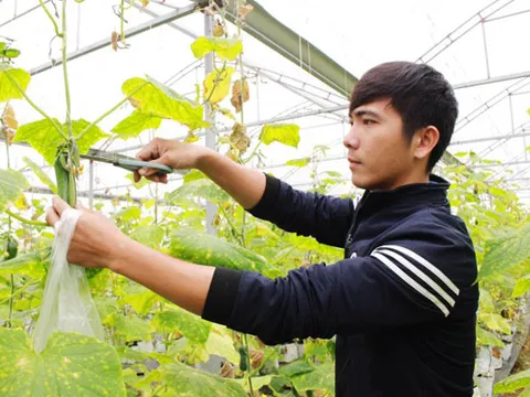 Chàng trai xứ Nghệ thu nhập tiền tỷ từ dưa lưới và rau quả sạch