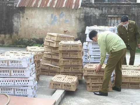 Nghệ An: Tiêu hủy 7.000 con gia cầm có dấu hiệu dịch bệnh