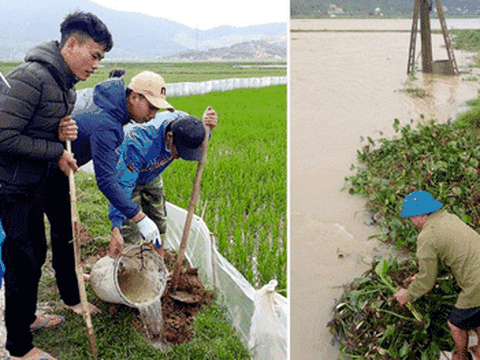 Nghệ An: Xã thu mua đuôi chuột 2.000 đồng, nhà nhà ra đồng diệt chuột