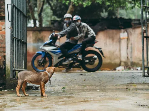 Hàng loạt chó, mèo ở Nghệ An lăn đùng ra chết trong đêm nghi bị đánh bả