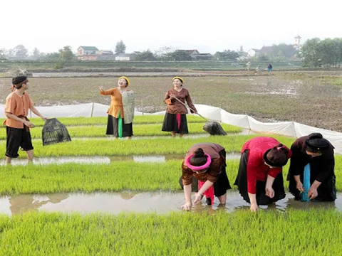 Ví phường cấy