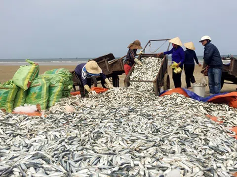 Hà Tĩnh: Trúng mẻ cá trích chính vụ, ngư dân thu cả chục triệu đồng/ngày